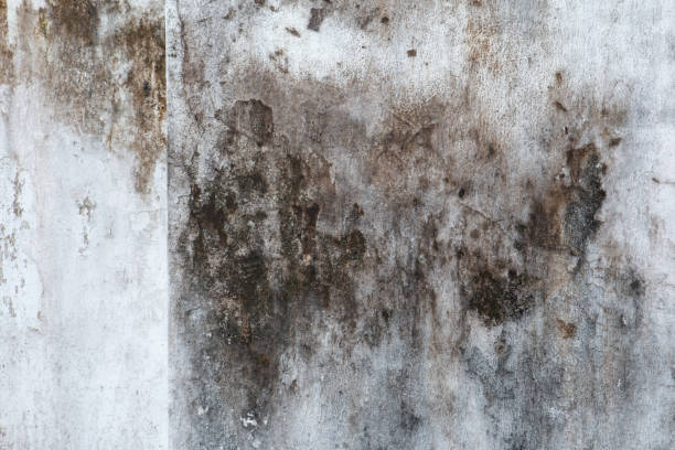 Best Water Damage & Mold Remediation  in Averill Park, NY