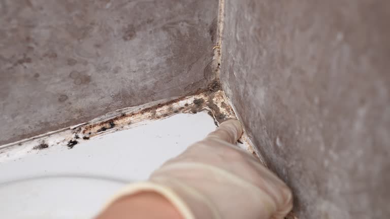 Best Biohazard Mold Removal  in Averill Park, NY